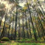 Taman Hutan Raya Bunder