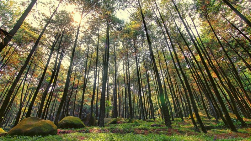 Taman Hutan Raya Bunder