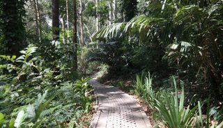 Taman Hutan Raya