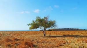 Pantai dan Padang Savana