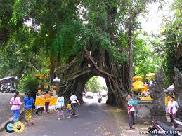 Pohon misterius berusia 7 abad