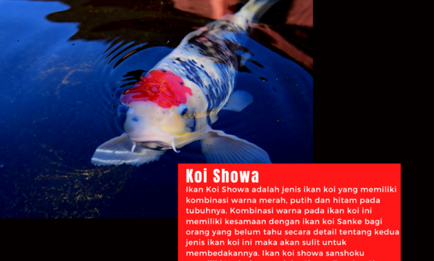 Koi Showa