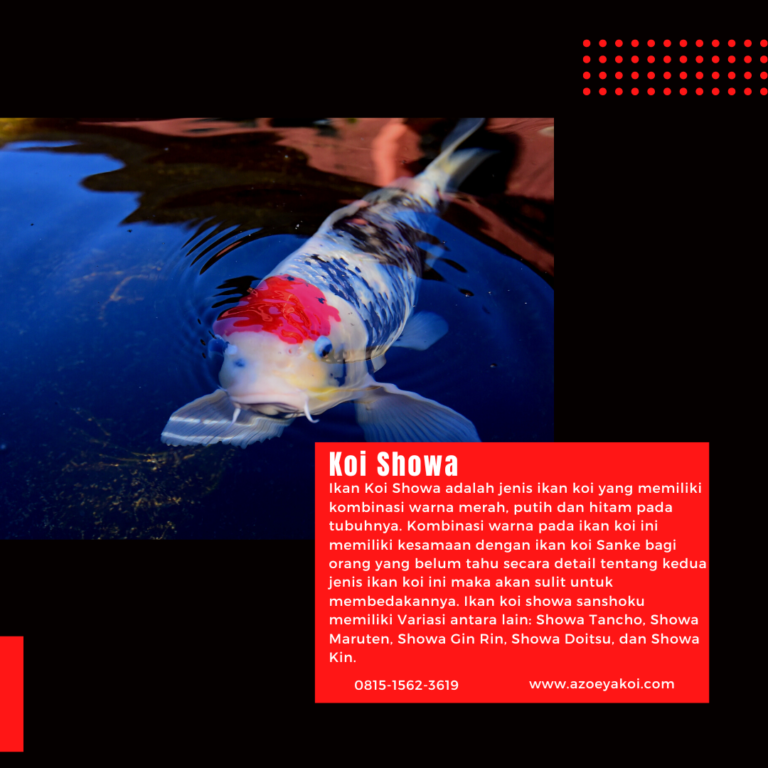 Koi Showa